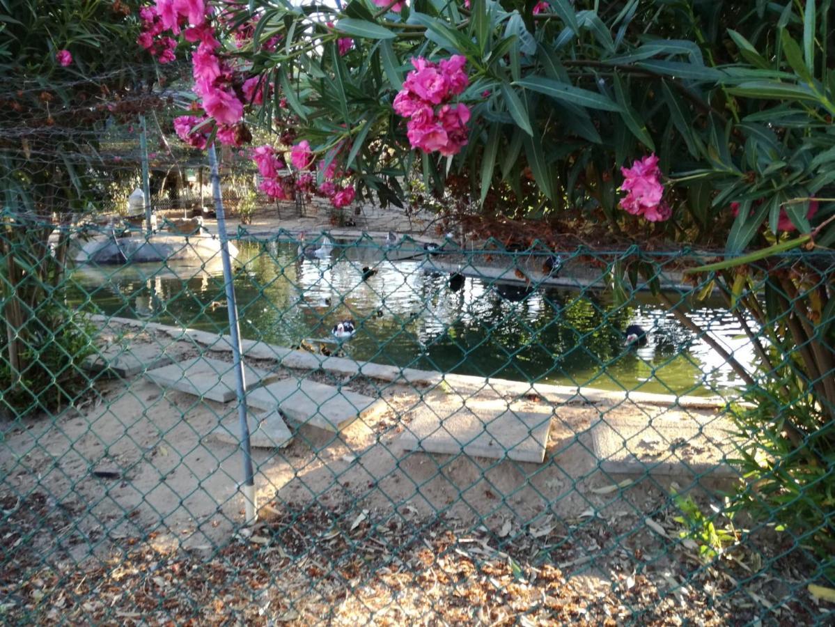 Quinta Vita - Vila Pera Almancil Extérieur photo